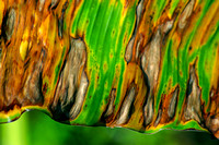 Banana Leaf... Akumal, Mexico