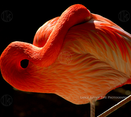 Flamingo, Atascadero, Calif.