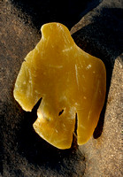 Kelp and Rock