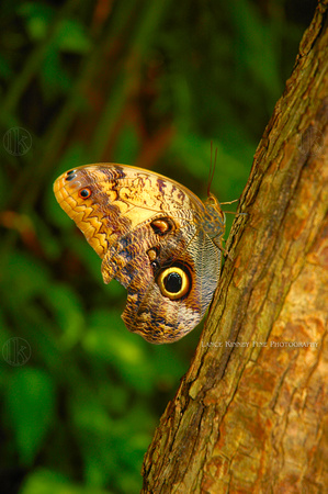 Butterfly, Yucatan, Mexico