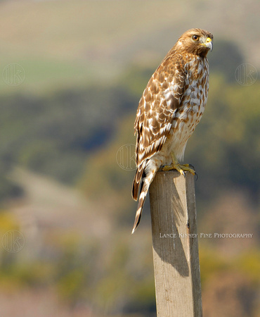 Hawk... Avila Valley, California