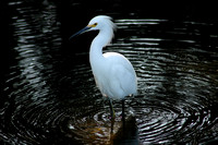 Egret, Sweet Springs Preserve... Los Osos, California