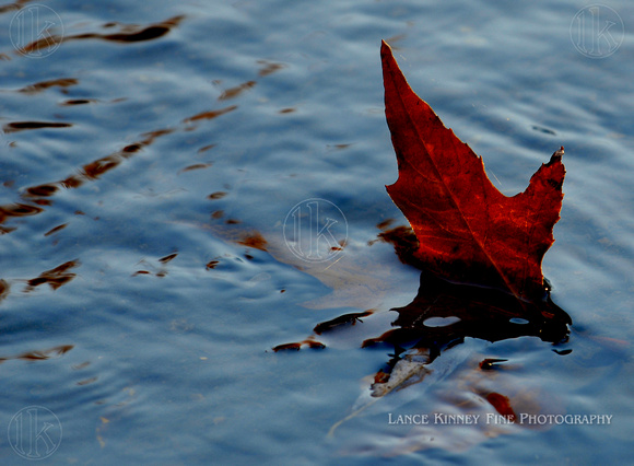 Autumn Leaf, San Luis Creek...San Luis Obispo, California