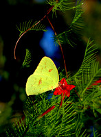 Butterfly... Charleston, South Carolina
