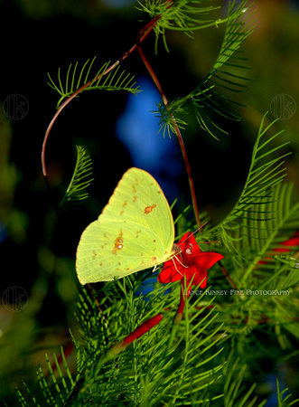 Butterfly... Charleston, South Carolina