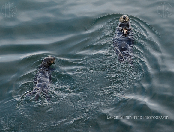 Sea Otters, Mother & Pup...Avila Beach, California