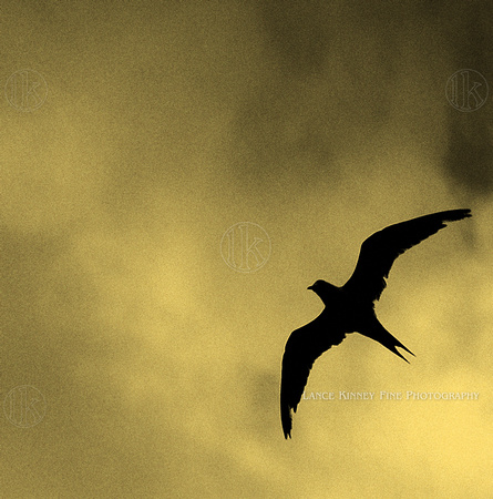 Seabird... Yucatan Peninsula, Mexico