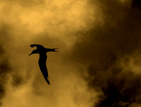 Seabird In Flght... Yucatan Peninsula, Mexico